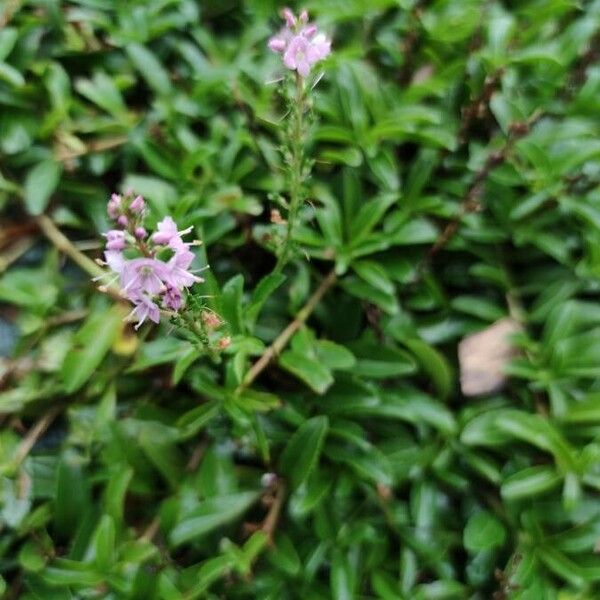 Veronica prostrata Cvet