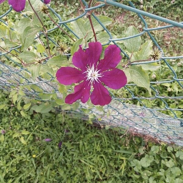 Clematis viticella Floro