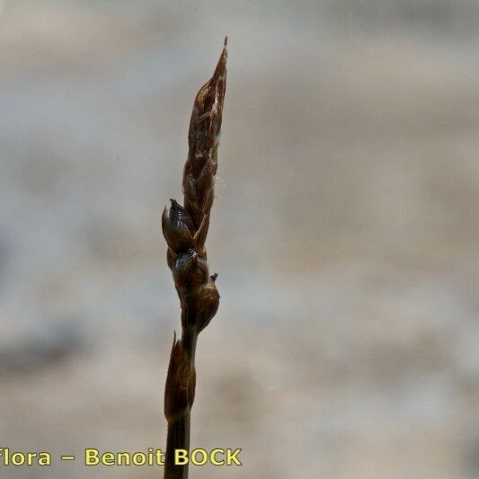 Carex rupestris Fruit