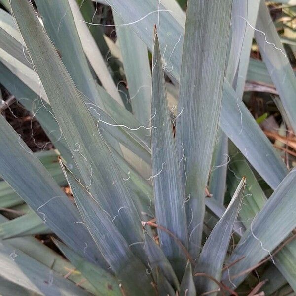 Yucca filamentosa पत्ता