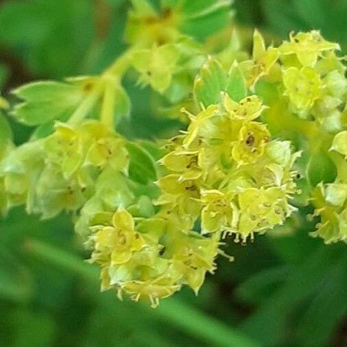 Alchemilla alpina ফুল