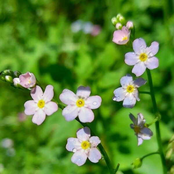 Myosotis scorpioides 花