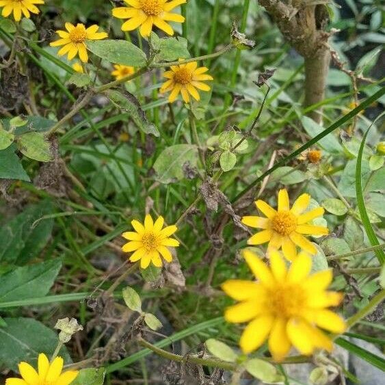 Melampodium divaricatum Fleur