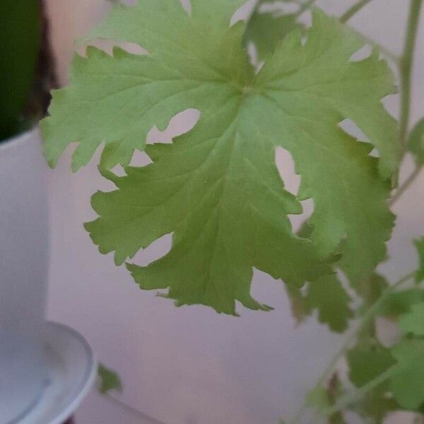 Pelargonium graveolens Leaf