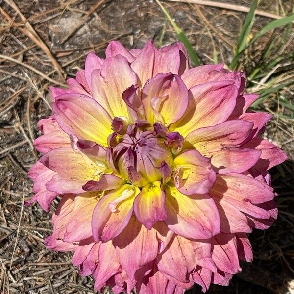 Dahlia pinnata Kwiat