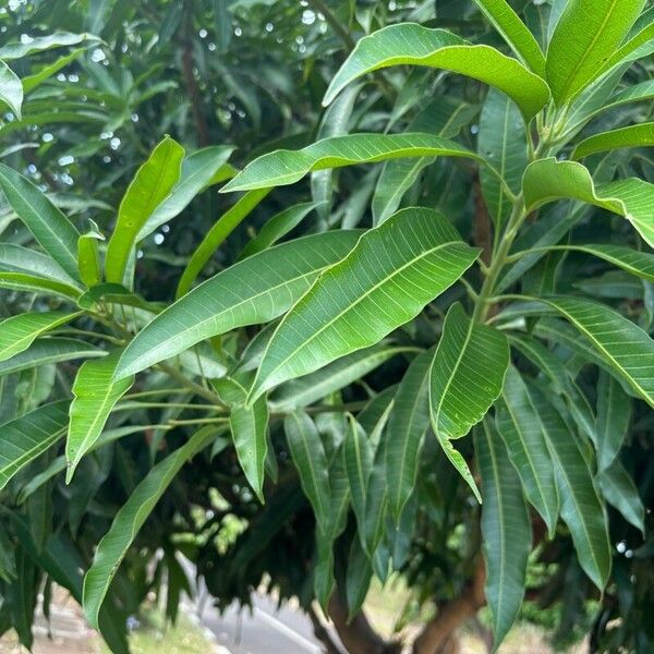 Mangifera indica Folha