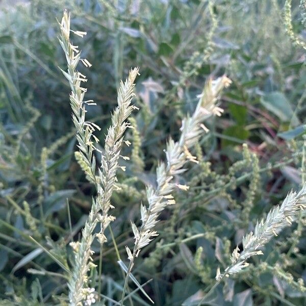 Elymus repens Květ