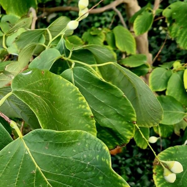 Styrax officinalis ᱥᱟᱠᱟᱢ