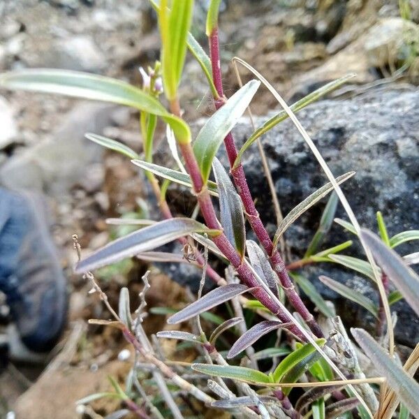 Epidendrum fimbriatum Levél