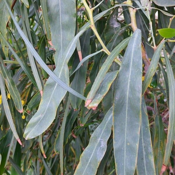 Acacia saligna পাতা