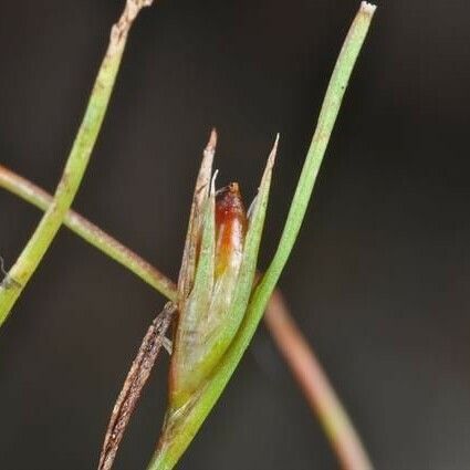 Juncus rechingeri Plod