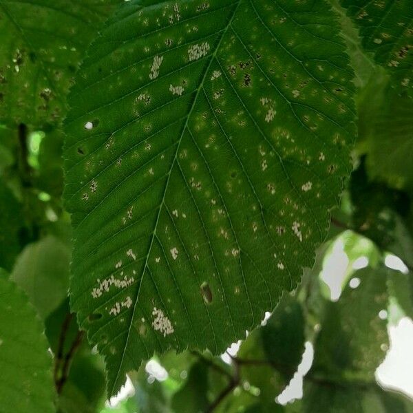 Ulmus glabra ഇല