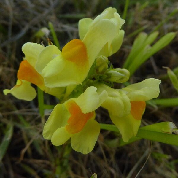 Linaria vulgaris Цвят