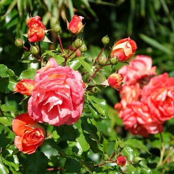 Rosa glauca 花