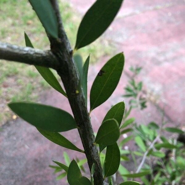 Melaleuca rugulosa Ліст