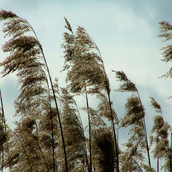 Phragmites australis Кветка