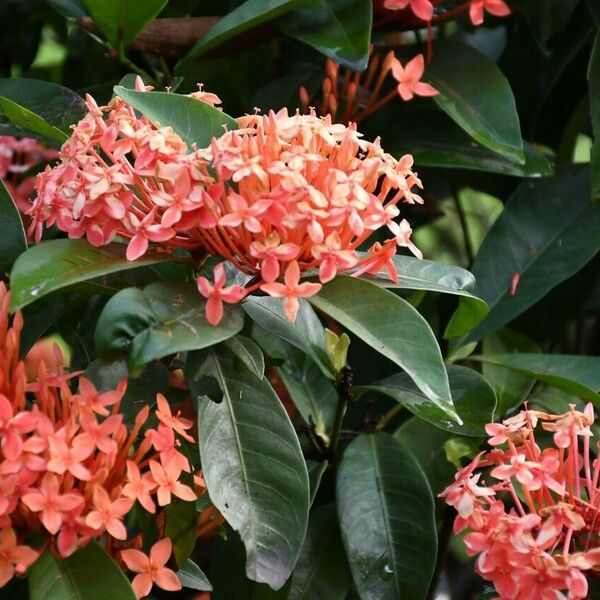 Ixora chinensis Kwiat