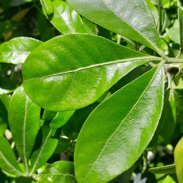 Choisya ternata Leaf