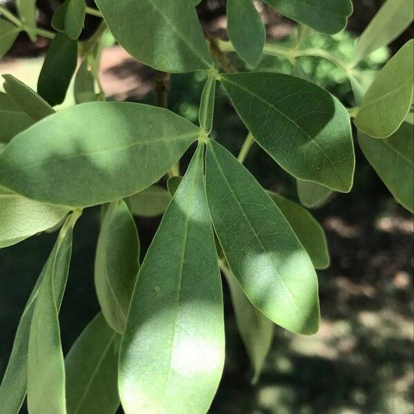 Schrebera alata Blatt