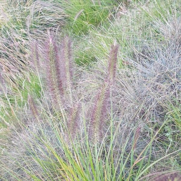 Cenchrus setaceus Flors