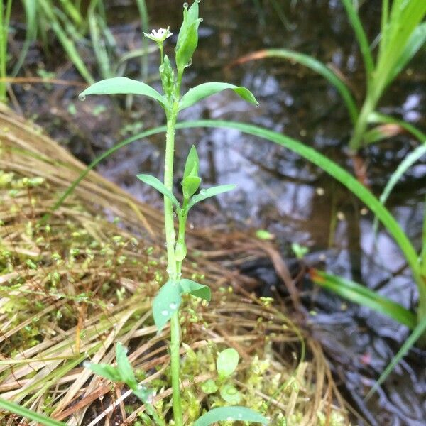 Stellaria alsine Habit