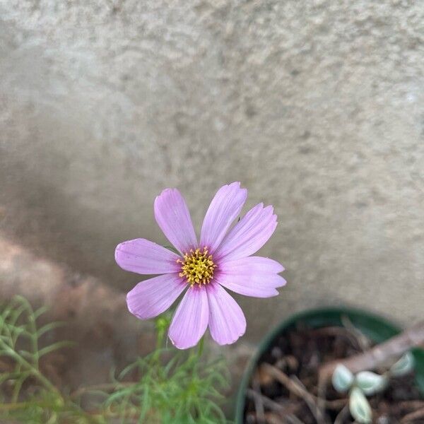 Cosmos parviflorus Õis