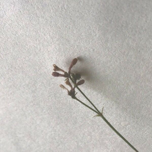 Asperula cynanchica Blomst