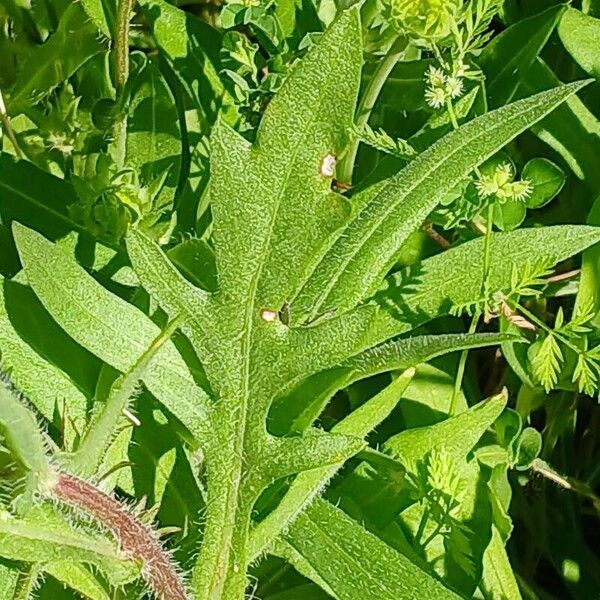 Gaillardia aristata Листок