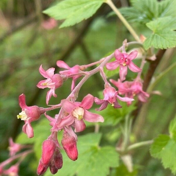 Ribes sanguineum Kvet