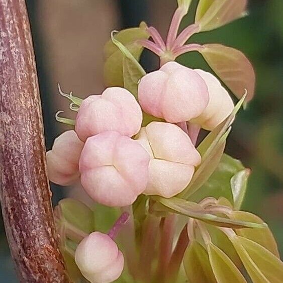 Akebia quinata Flower