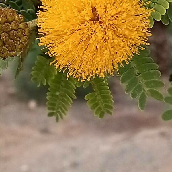 Vachellia caven Flower