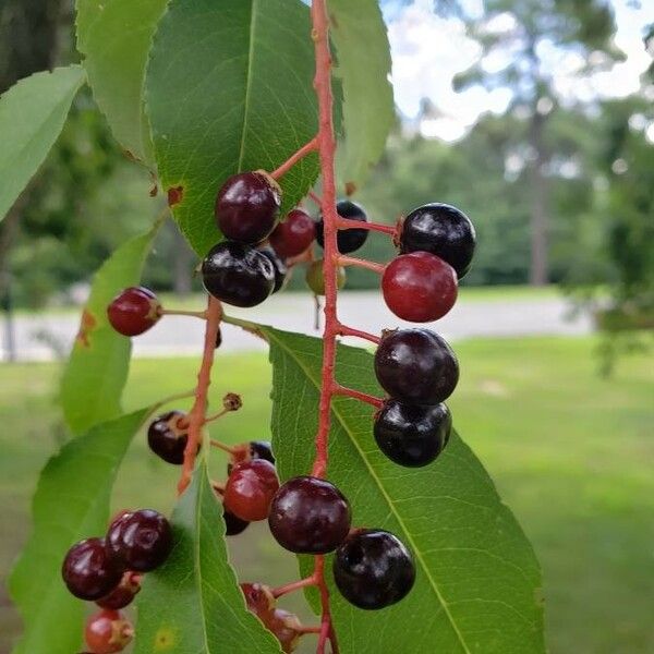 Prunus serotina Fruto