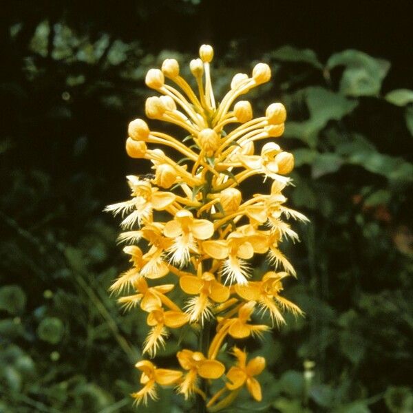 Platanthera ciliaris Flower