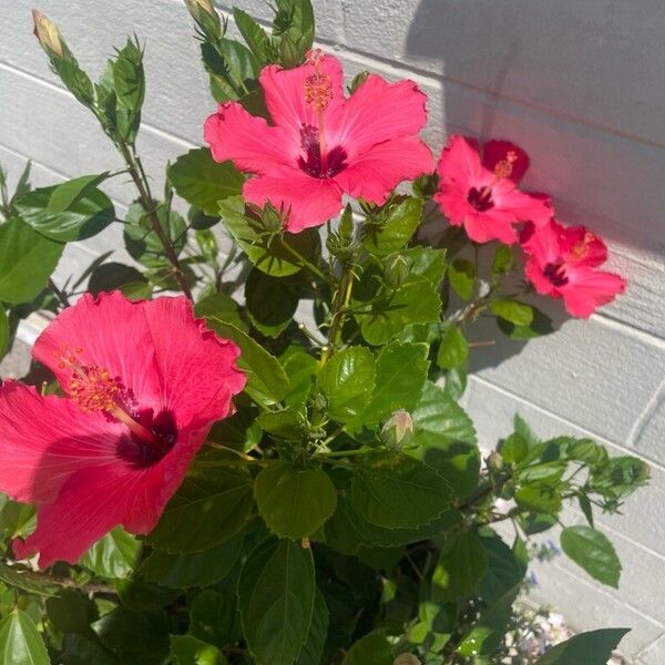 Hibiscus moscheutos Flower