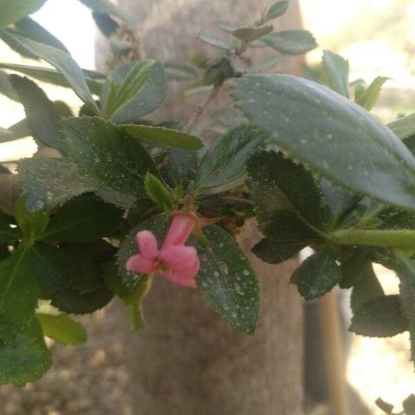 Escallonia rubra Flower