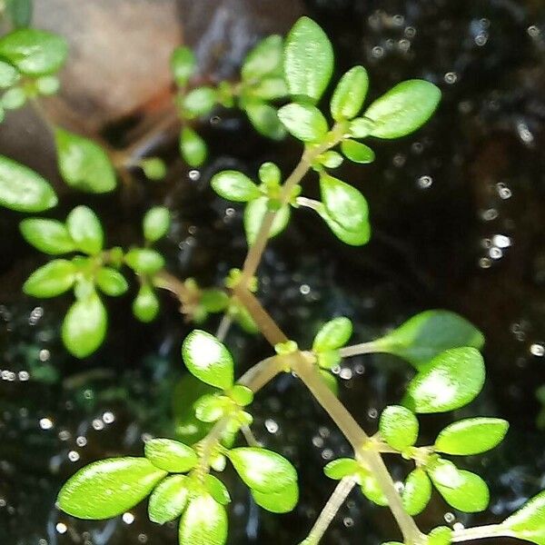 Pilea microphylla Folha