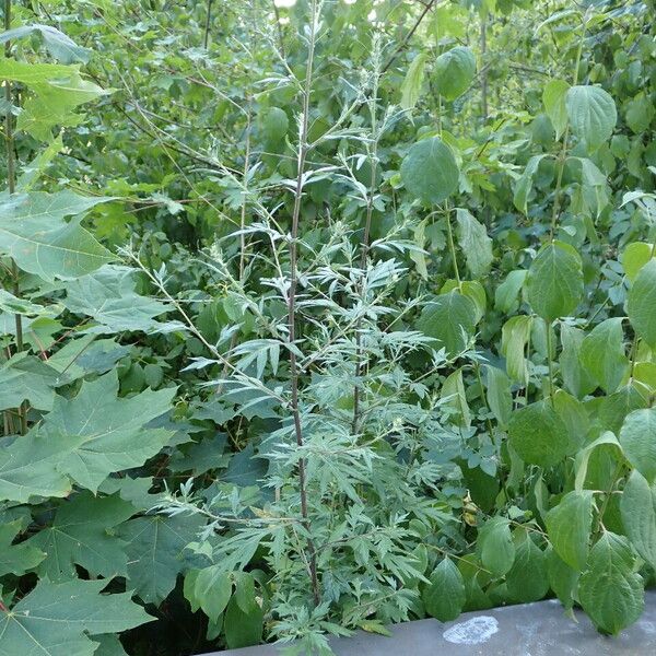 Artemisia vulgaris عادت داشتن