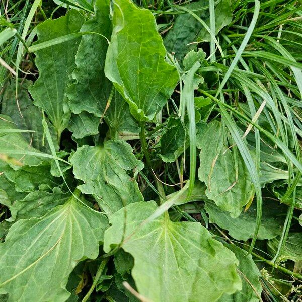 Plantago major ഇല