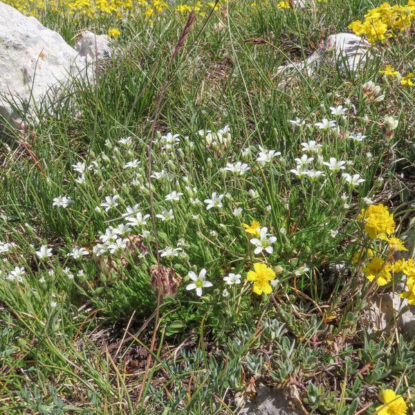 Arenaria grandiflora 形態