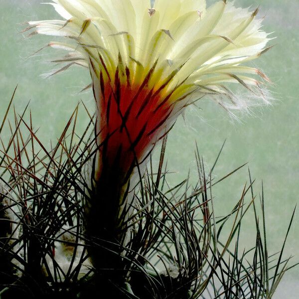 Astrophytum capricorne Цветок