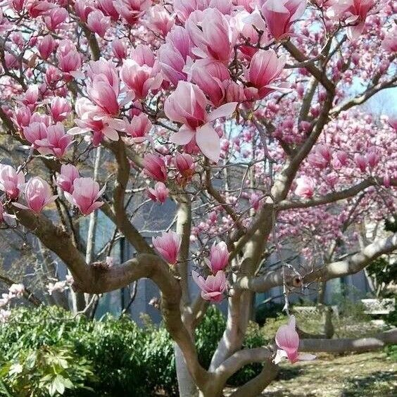 Magnolia × soulangeana Blüte