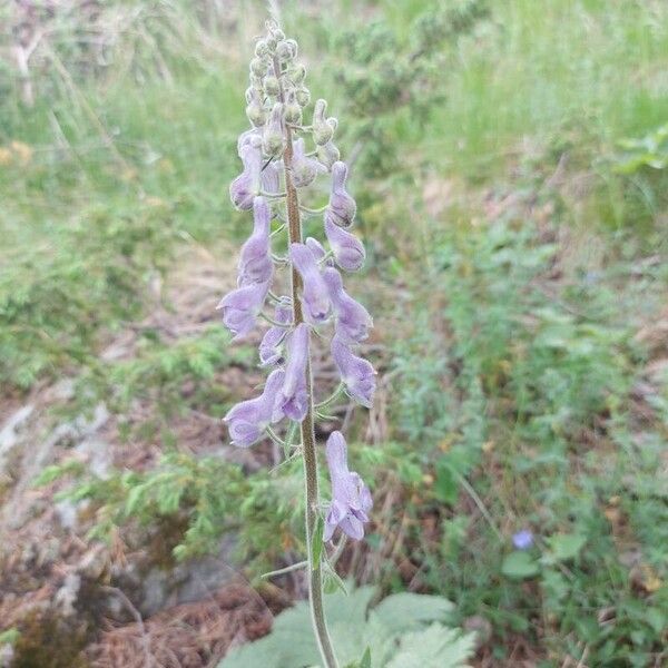 Aconitum septentrionale Žiedas