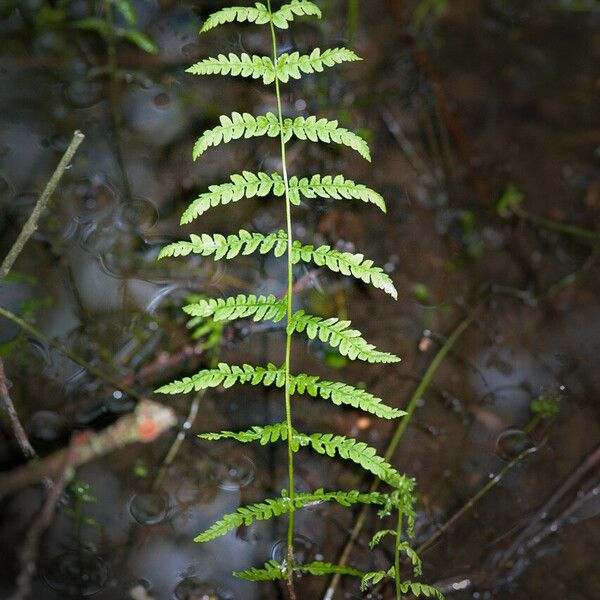 Thelypteris palustris Leaf