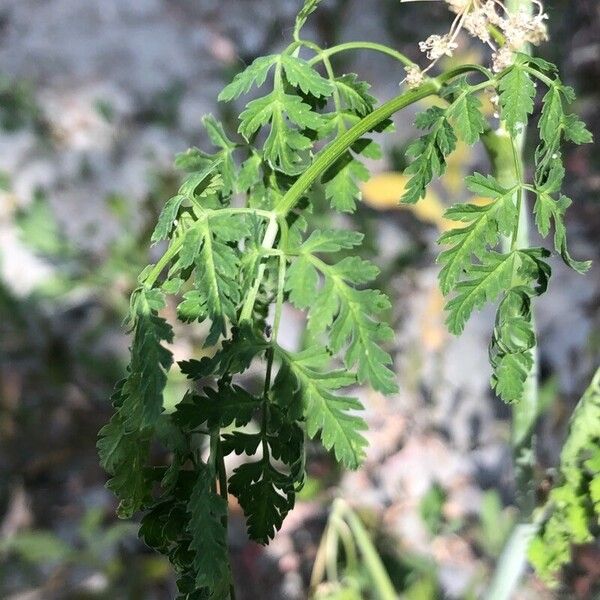 Conium maculatum Leaf