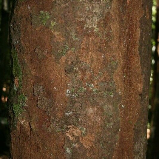 Ecclinusa guianensis Kora