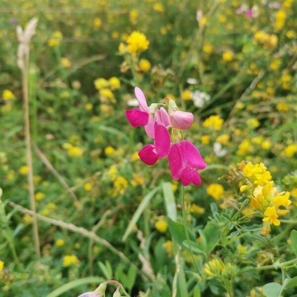 Lathyrus tuberosus Цвят