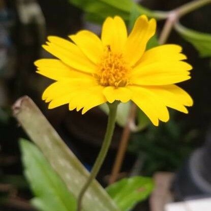 Coreopsis auriculata Квітка