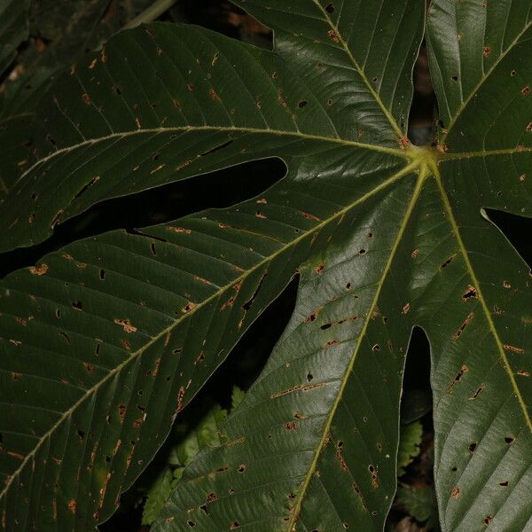 Pourouma bicolor Blad