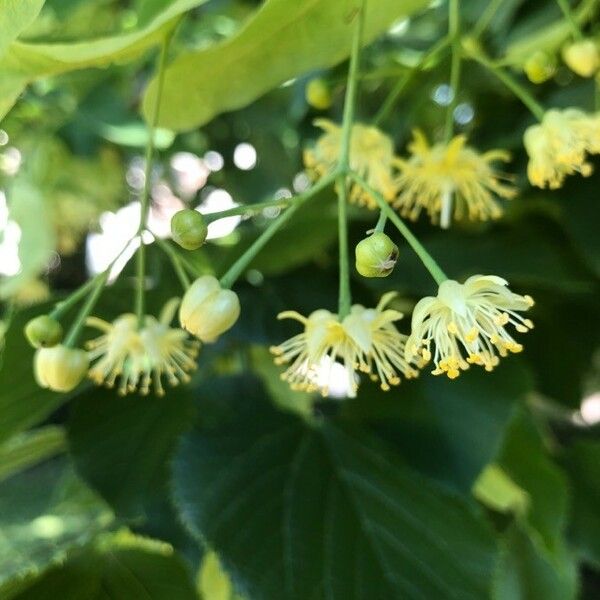 Tilia platyphyllos Flor