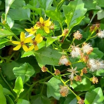 Senecio angulatus Muu